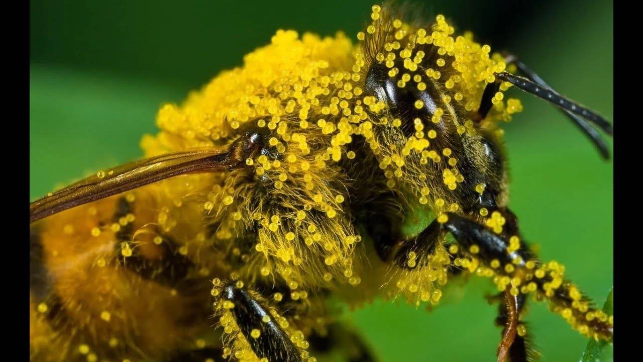 Жизнь пчел, распределение обязанностей в улье