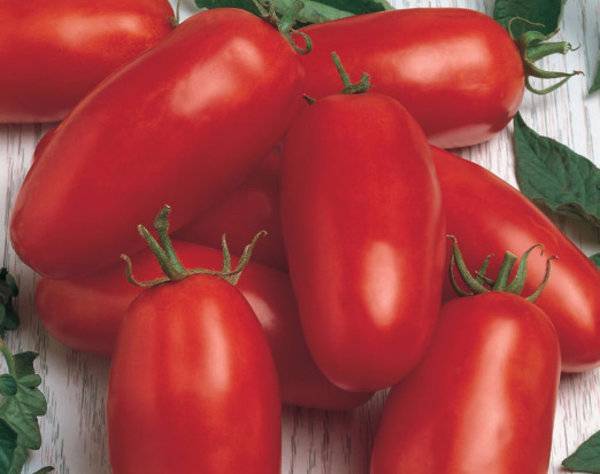 Характеристика и описание сорта помидоров каспар f1