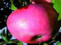Сорт яблок ренет черненко: полное описание и все преимущества, фото