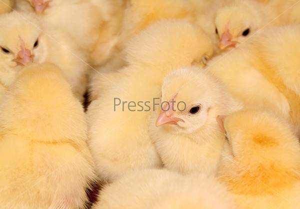 Чем кормить цыплят с первых дней жизни в домашних условиях, видео и фото