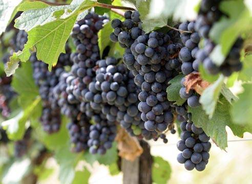 Какие винные сорта винограда лучше выбрать