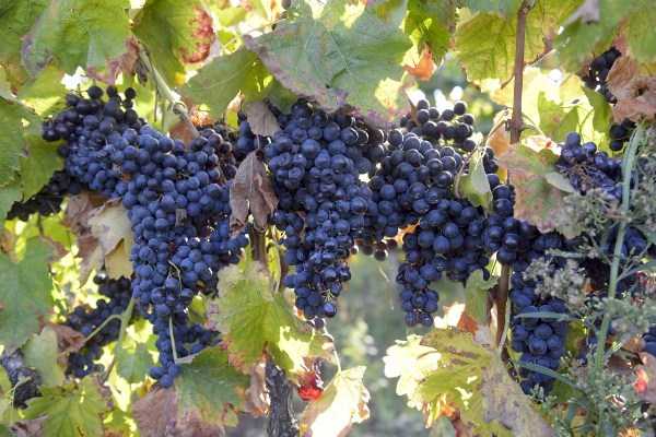 Красное сухое вино мерло: разновидности вина, сорт винограда
