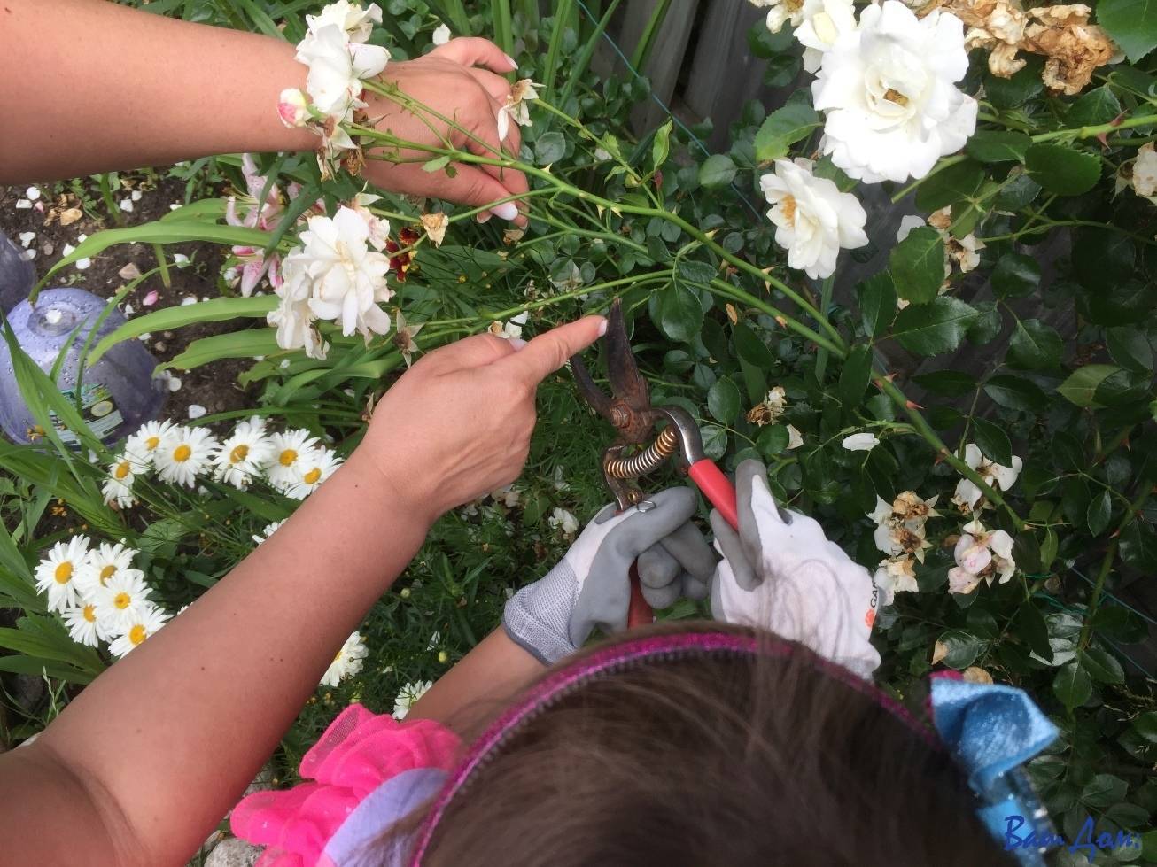 Как правильно обрезать розы в саду?