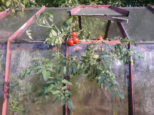 Народные средства для подкормки помидоров – самые лучшие рецепты