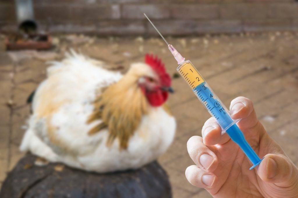 Что делать, если у курицы выпал яйцевод, причины и лечение