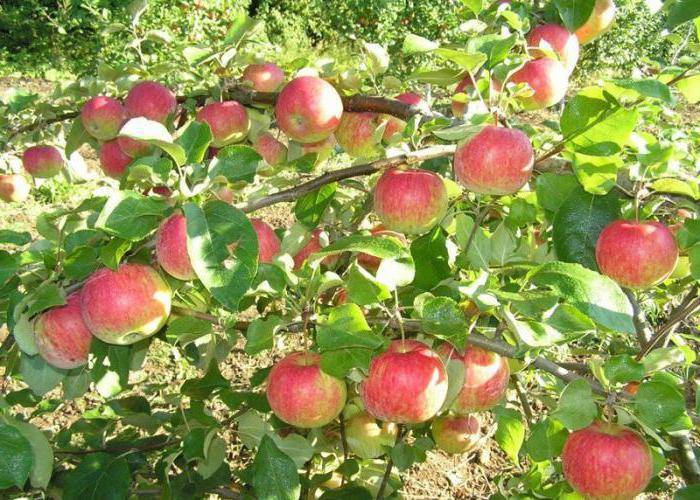 Сорт яблони витязь: характеристика и особенности выращивания