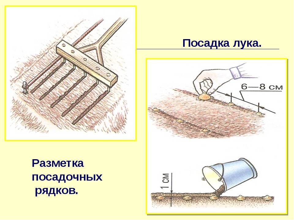 Схема посадки моркови весной