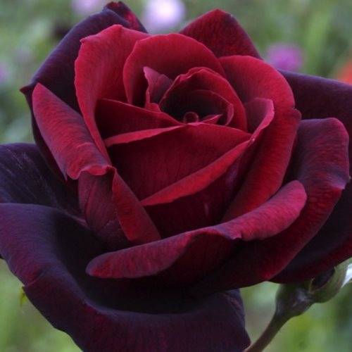 Плетистый сорт роз симпатия кордеса: посадка и уход за гибридной культурой