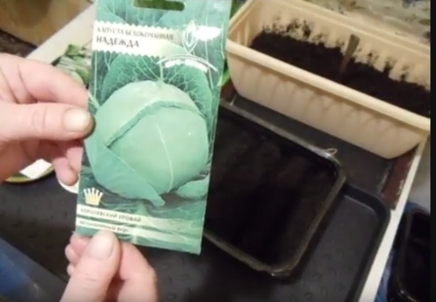 Как правильно сеять семена помидор на рассаду дома