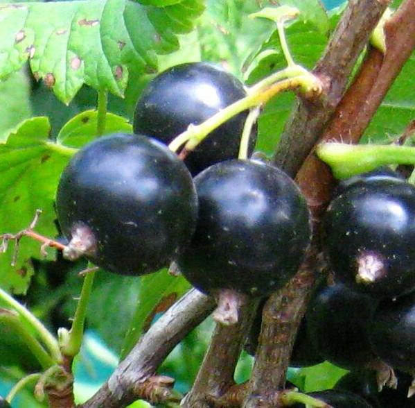 Чёрная смородина добрыня: характеристики сорта и особенности выращивания