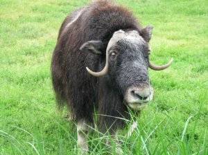 Как отличить быка от коровы по внешнему виду и особенностям поведения