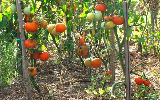 Томат белый налив: уход и выращивание помидоров, пасынкование, описание и характеристика сорта