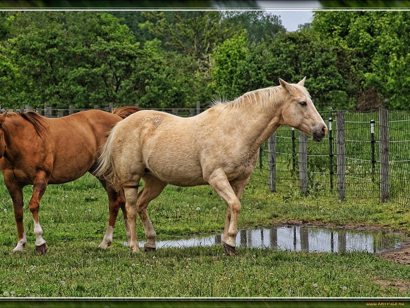 Особенности разведения лошадей