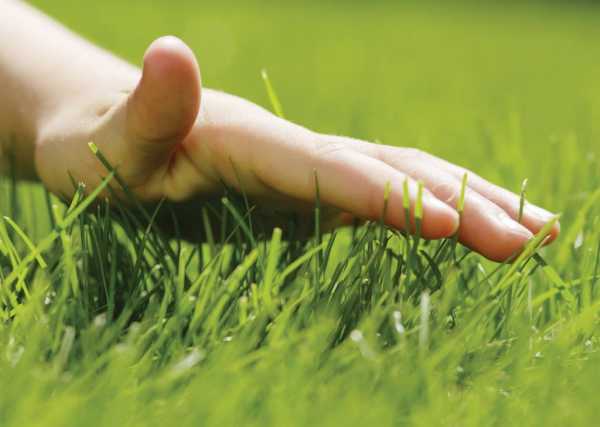 Усыхание газона: почему желтеет газон на участке и что нужно делать