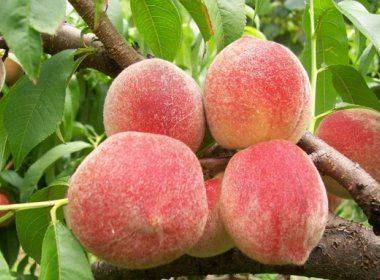 Как посадить персик: схема посадки саженцев, выращивание и правильный уход