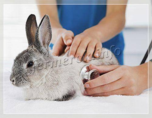 Вздутие живота у кролика лечение в домашних условиях