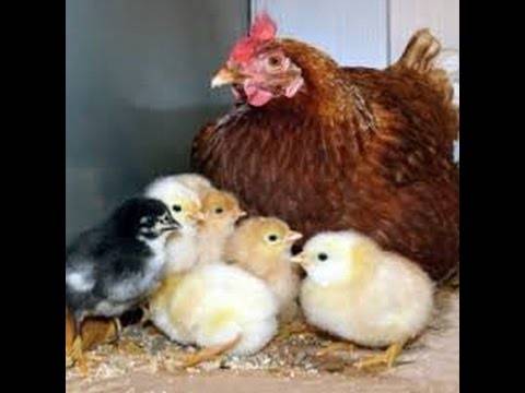 Какое количество времени курица высиживает яйца: выбираем наседку
