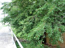 Дерево шелковица: выращивание и уход, фото, посадка в саду, обрезка, прививка, виды и сорта