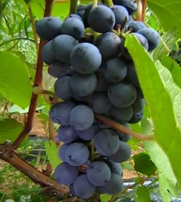 Как вырастить виноград в ленинградской области. виноград в ленинградской области: посадка и уход