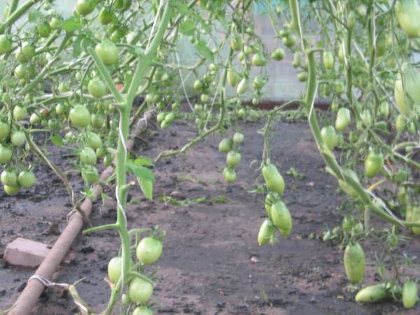 Как подвязывать помидоры в теплице для хорошего урожая