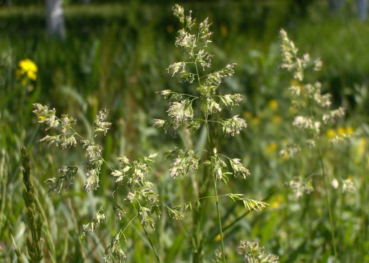 Мятлик луговой – описание растения и его особенности