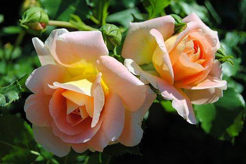 Какое удобрение подойдет комнатным розам и как правильно вносить подкормку?