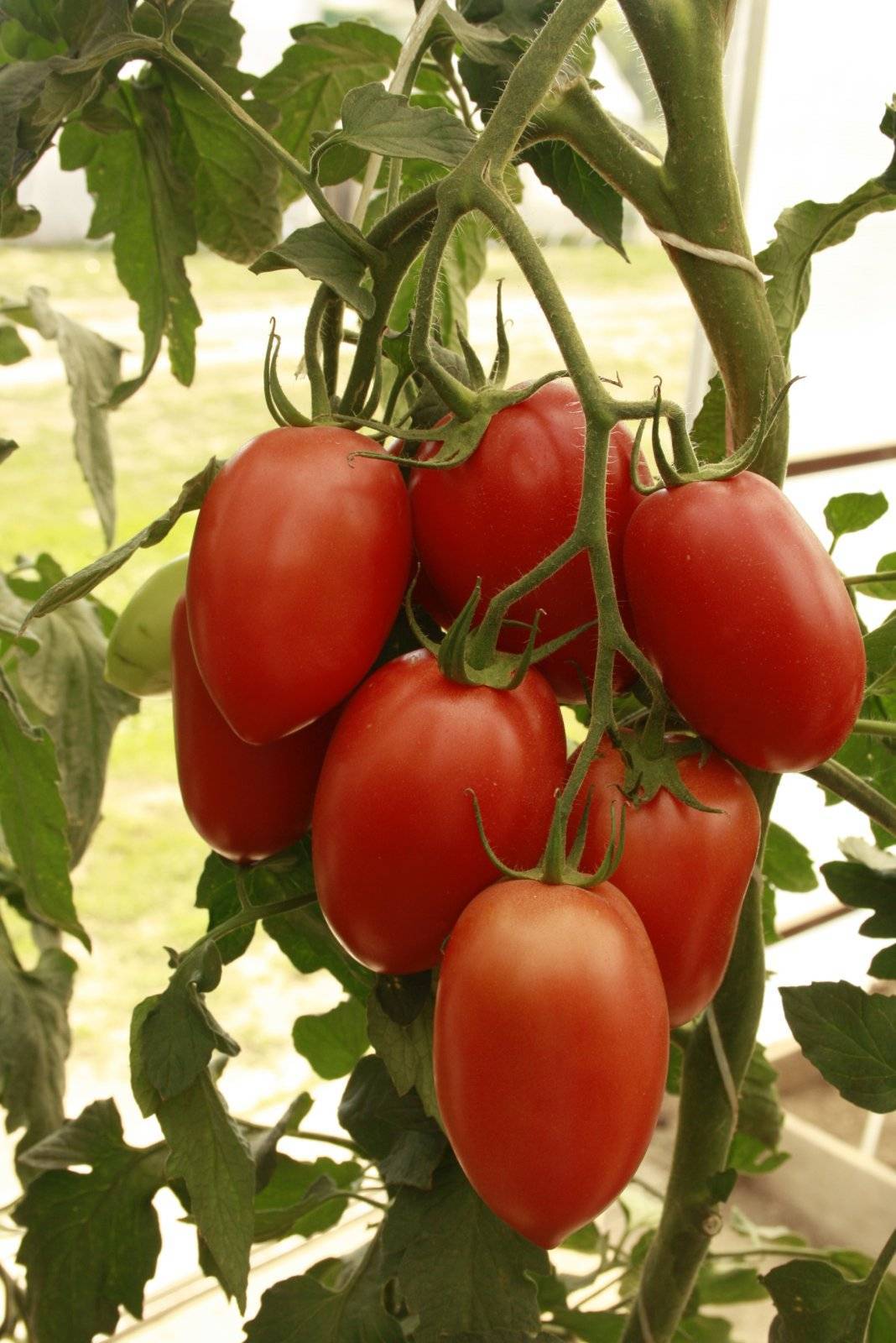 Описание томатов сорта тигровый, общая характеристика и выращивание