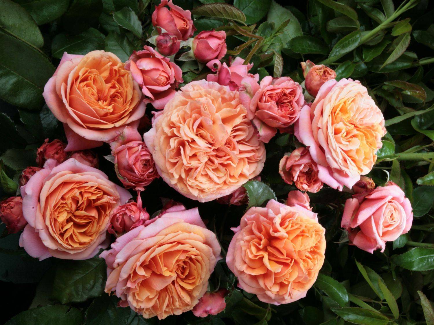 Сорт плетистой розы компешн от британской harkness: как выращивать компассион