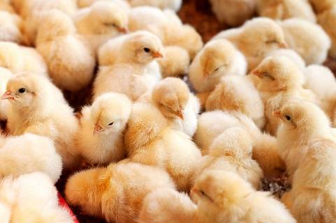 Как содержать и выращивать цыплят после инкубатора — требования к условиям и питанию