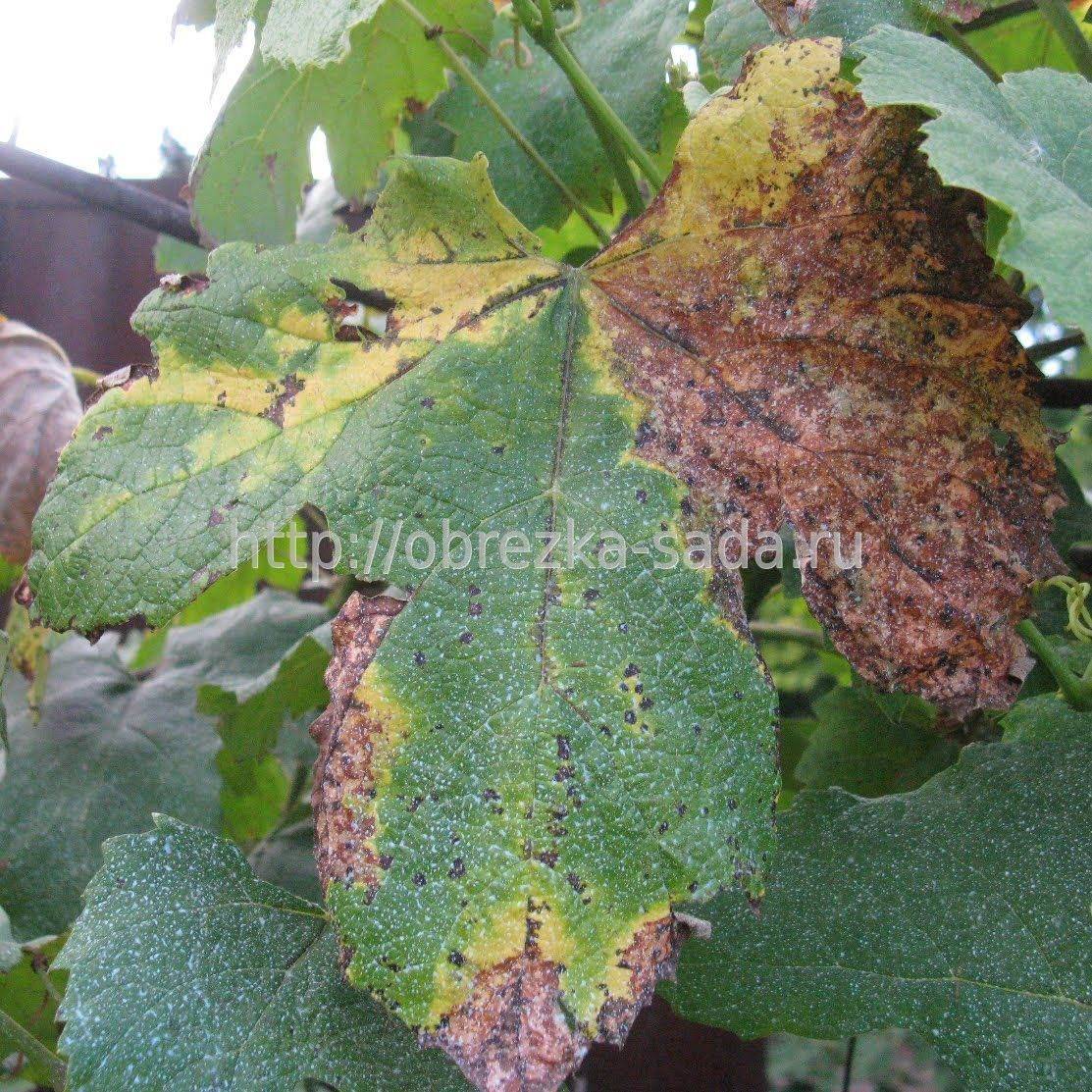 Обработка винограда от вредителей и болезней весной и летом