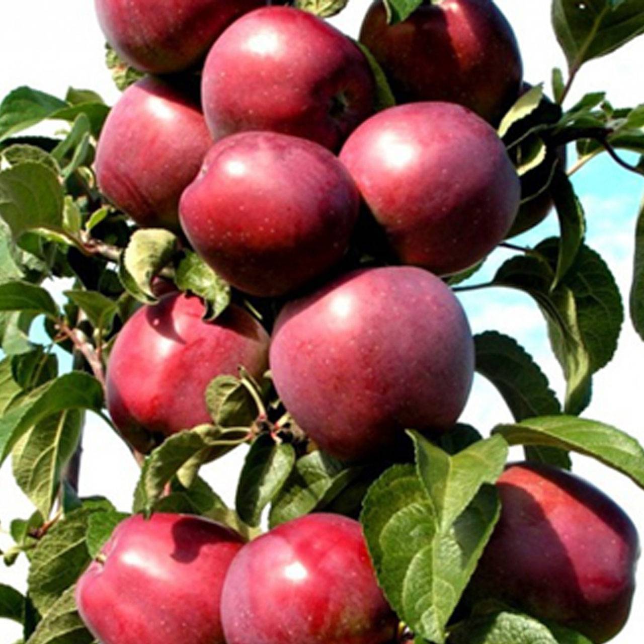 Плодовый сад и питомник - описания и фото сортов яблони