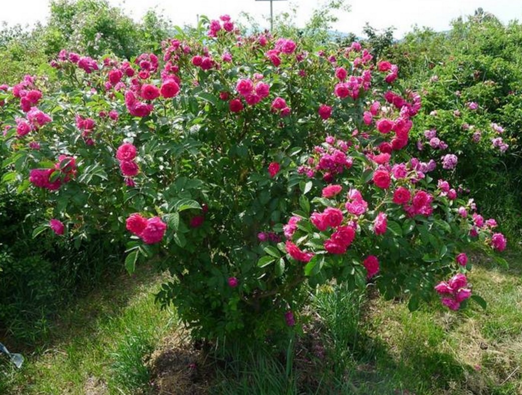 О розе пинк: описание и характеристики сортов, агротехника выращивания