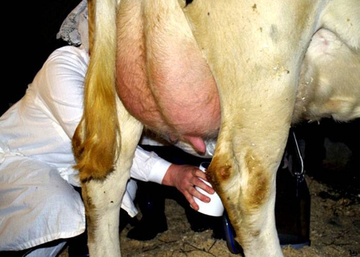 Мастит у коровы после отела: как лечить в домашних условиях?
