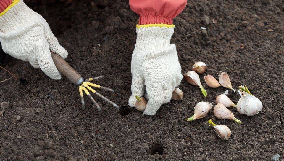 Выращивание озимого чеснока – все от посадки до уборки урожая