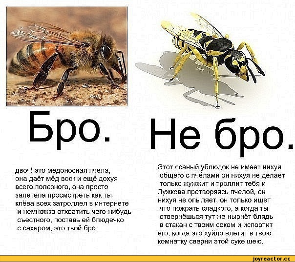 Отличия осы, пчелы, шмеля, шершня: чем отличается шмель и пчела, шершень и оса
