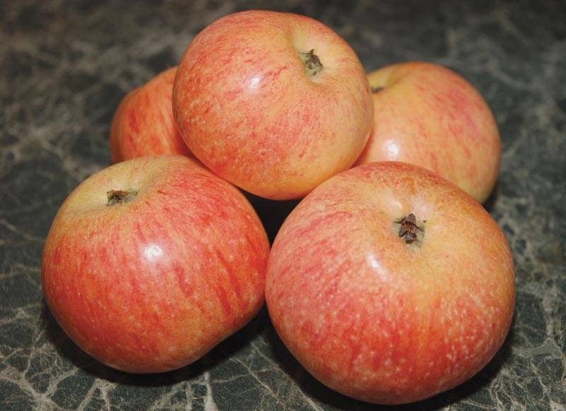 Описание сорта яблок пепин шафранный