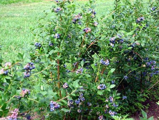 Растение голубика садовая: описание сортов и фото, выращивание и уход