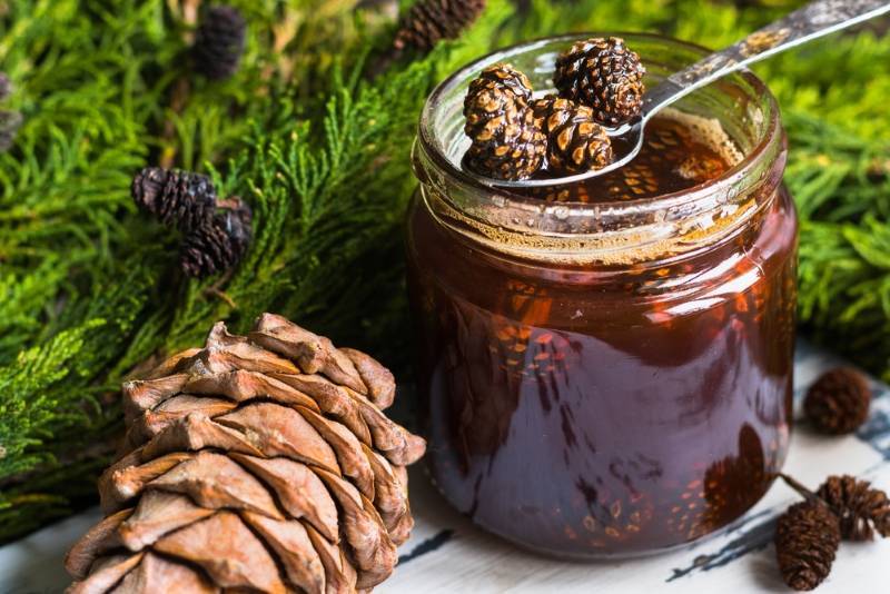 Мед из сосновых шишек: рецепты, польза и вред
