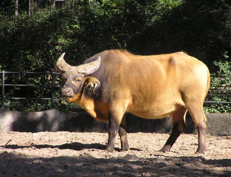 Обзор карликовых буйволов: самые маленькие виды. карликовые или мини буйволы