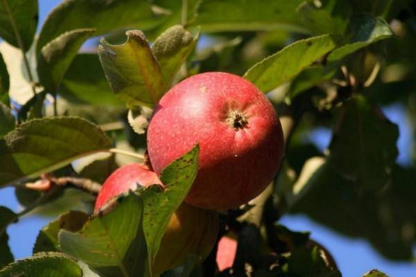 Описание сорта яблони беркутовское - общая информация - 2020