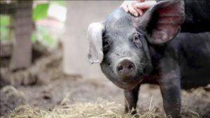 Белорусская черно-пестрая порода свиней - характеристика, разведение, фото | россельхоз.рф