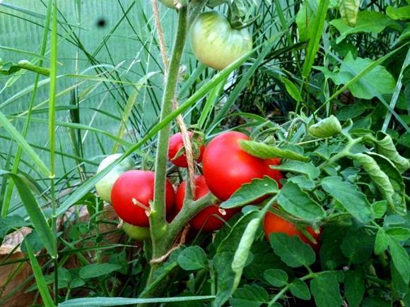 Томат "алпатьева" 905 а: описание сорта помидор, сроки выращивания, фото созревших плодов и помидорных кустов