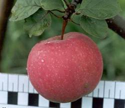 Особенности посадки и ухода за яблоней услада
