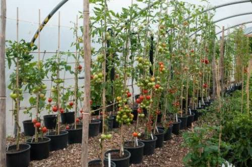Как правильно ухаживать за рассадой помидор дома