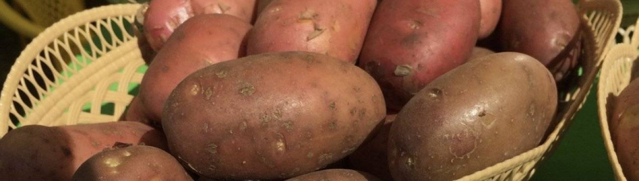 Картофель сильвана: описание и характеристика, агротехника посадки и ухода
