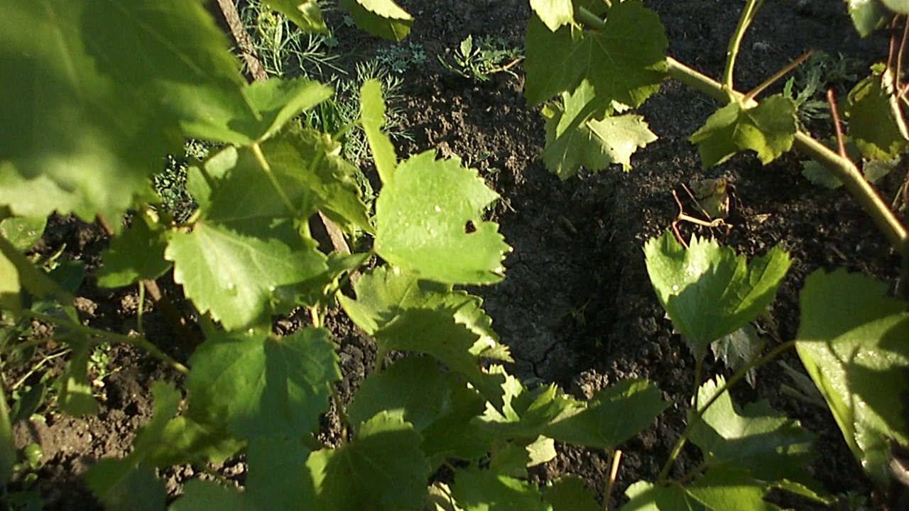 Описание сортов винограда для сибири