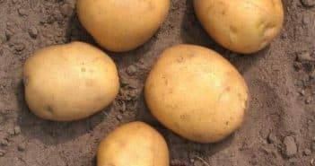 Выращивание немецкого среднеспелого картофеля «романце»