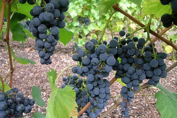 Как выращивать виноград в ленинградской области