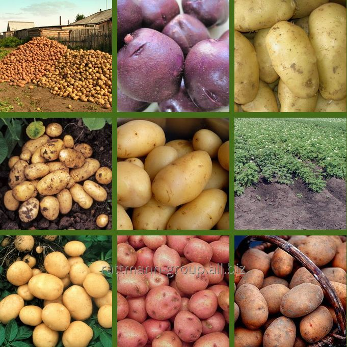Выращивание картофеля из семян, на рассаду, в домашних условиях - советы