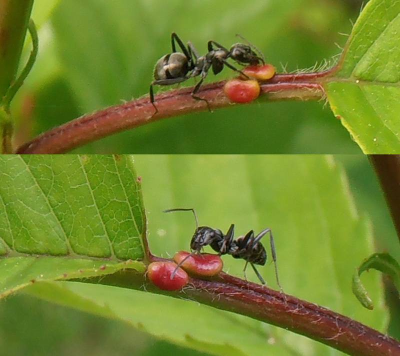 Как избавиться от муравьев на дачном участке раз и навсегда